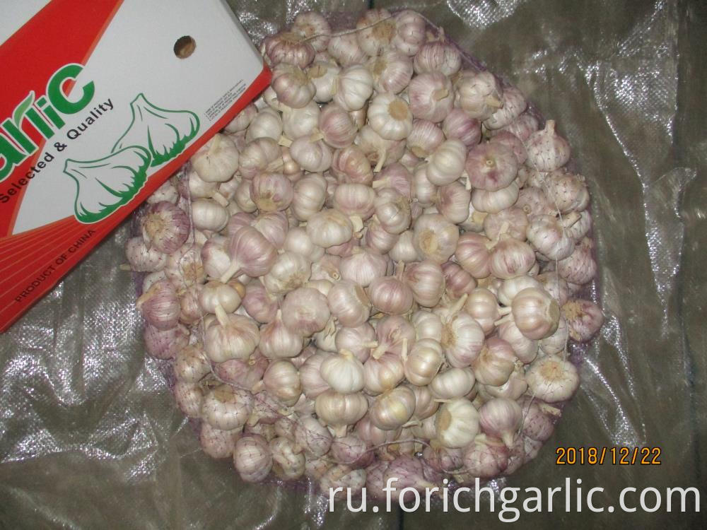 Normal White Garlic